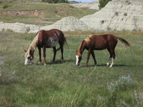 wild horses, T.R.N.P.